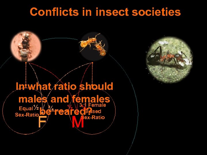 Conflicts in insect societies In what ratio should males and females ½ 3: 1