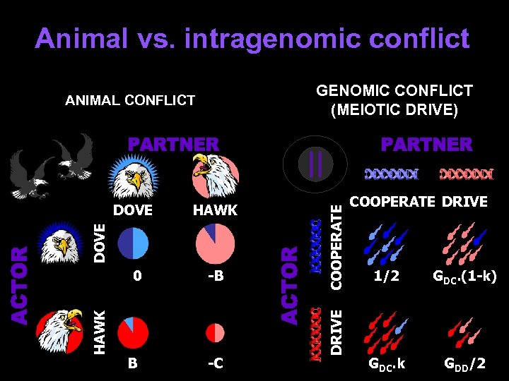 Animal vs. intragenomic conflict 0 -B HAWK B -C DRIVE HAWK DOVE COOPERATE GENOMIC