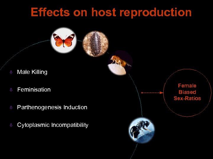 Effects on host reproduction ò Male Killing ò Feminisation ò Parthenogenesis Induction ò Cytoplasmic