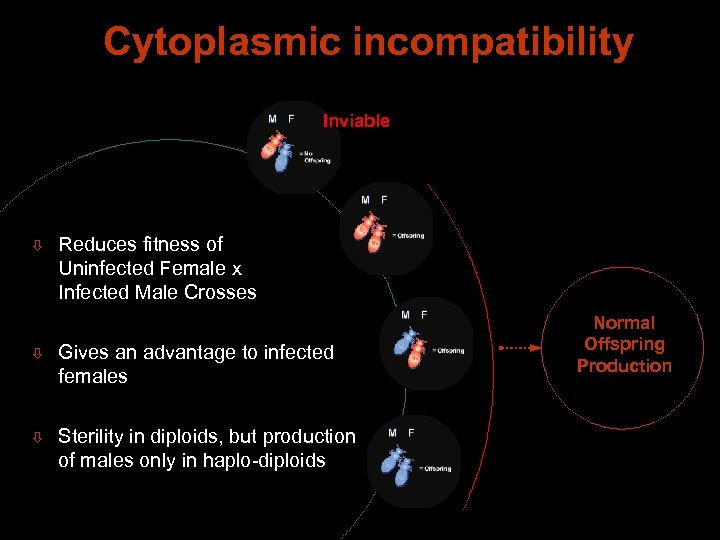 Cytoplasmic incompatibility Inviable ò Reduces fitness of Uninfected Female x Infected Male Crosses ò