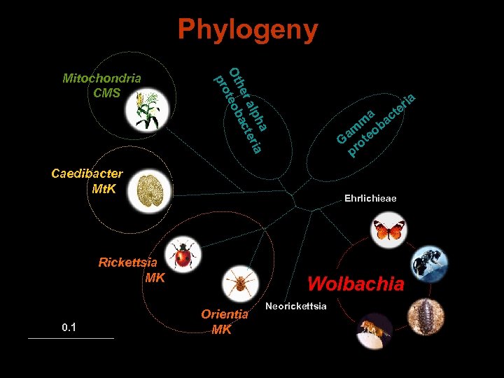 Phylogeny a lph ria r a acte he Ot teob pro Mitochondria CMS ria