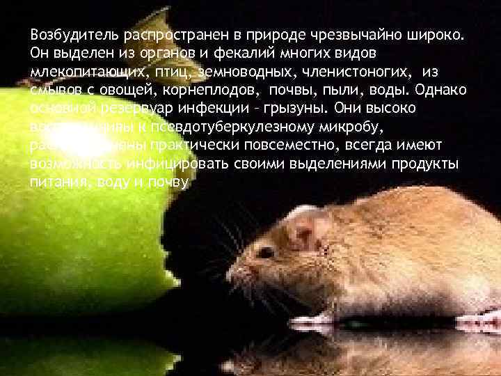 Возбудитель распространен в природе чрезвычайно широко. Он выделен из органов и фекалий многих видов