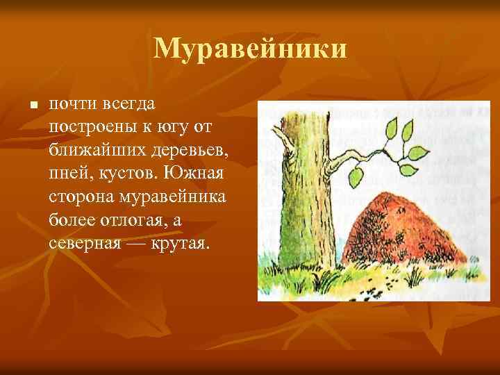 Муравейники n почти всегда построены к югу от ближайших деревьев, пней, кустов. Южная сторона