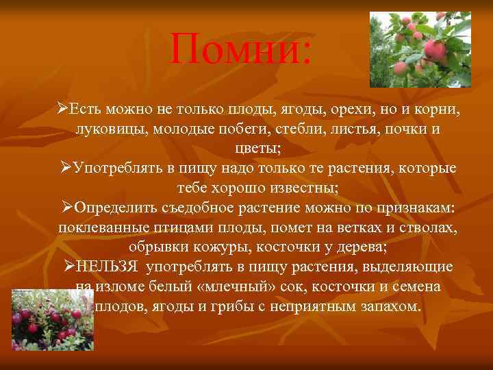 Помни: ØЕсть можно не только плоды, ягоды, орехи, но и корни, луковицы, молодые побеги,