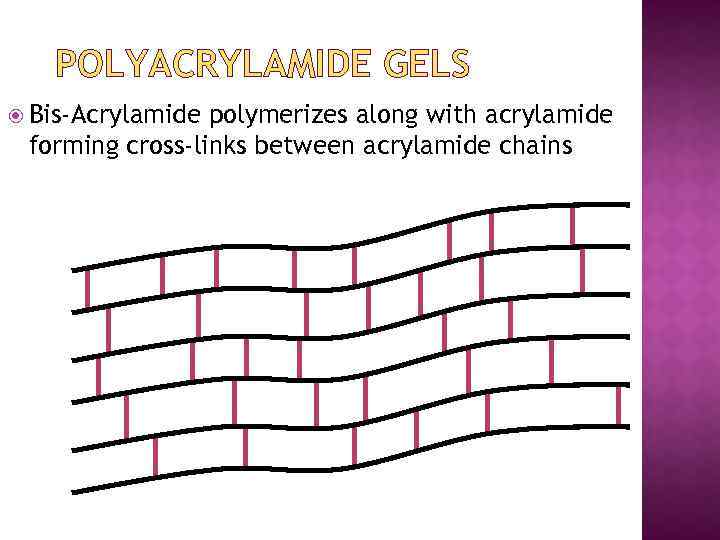 POLYACRYLAMIDE GELS Bis-Acrylamide polymerizes along with acrylamide forming cross-links between acrylamide chains 