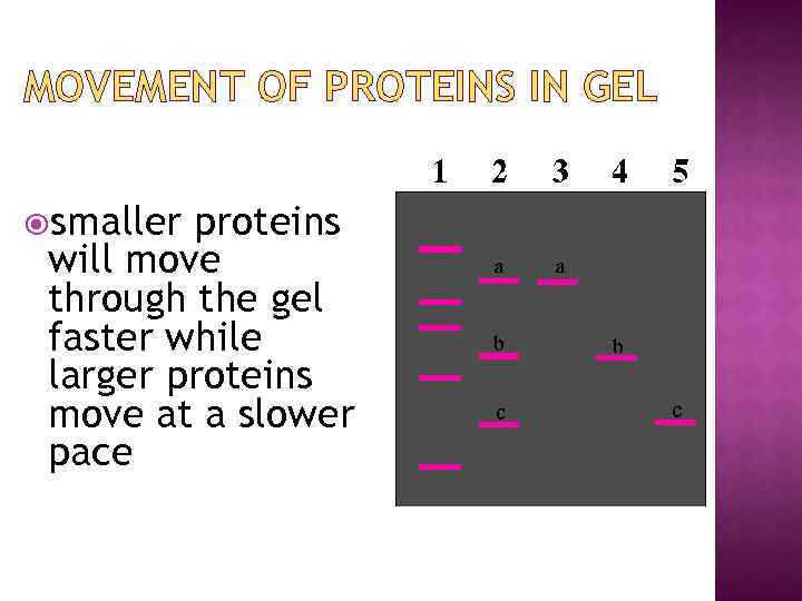 MOVEMENT OF PROTEINS IN GEL smaller proteins will move through the gel faster while