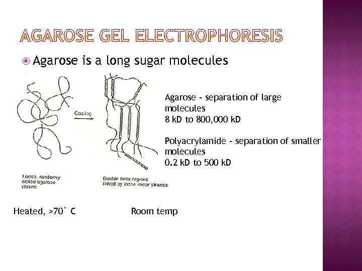  Agarose is a long sugar molecules Agarose - separation of large molecules 8