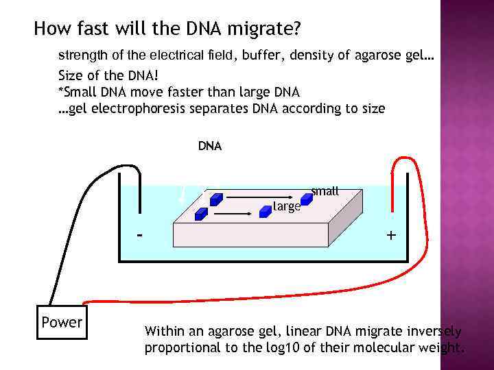 How fast will the DNA migrate? strength of the electrical field, buffer, density of