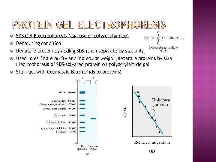  SDS Gel Electrophoresis (agarose or polyacrulamide) Denaturing condition Denature protein by adding SDS
