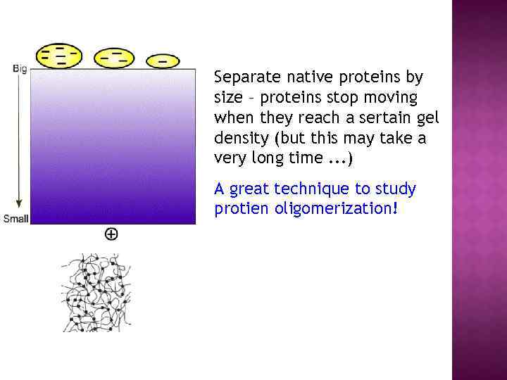 Separate native proteins by size – proteins stop moving when they reach a sertain