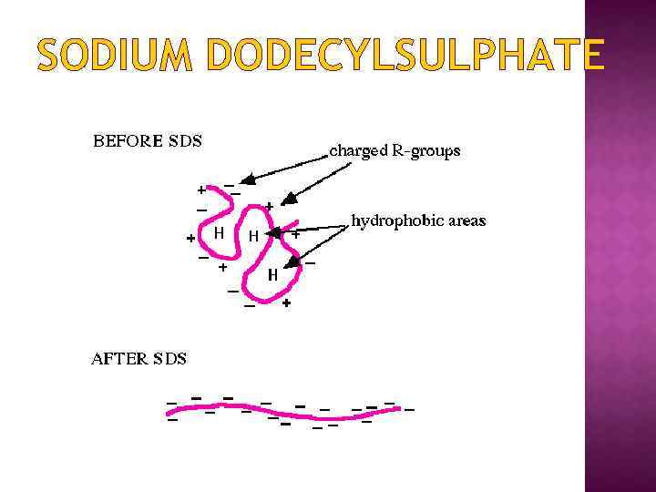 SODIUM DODECYLSULPHATE 