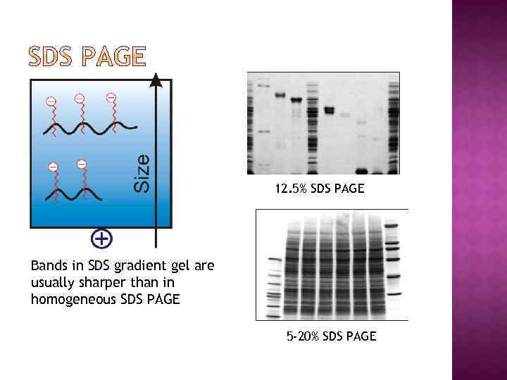 12. 5% SDS PAGE Bands in SDS gradient gel are usually sharper than in