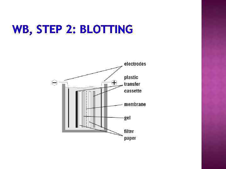 WB, STEP 2: BLOTTING 
