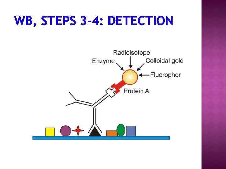 WB, STEPS 3 -4: DETECTION 