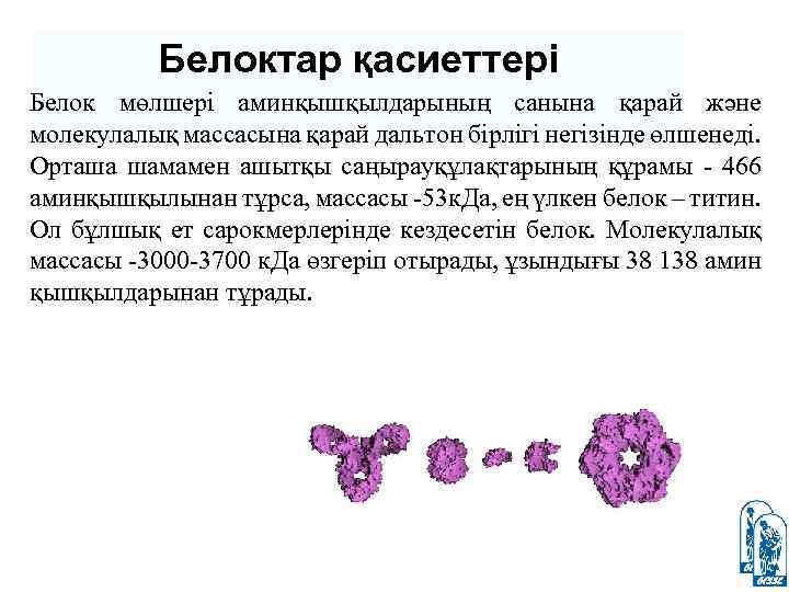 Белоктар қасиеттері Белок мөлшері аминқышқылдарының санына қарай және молекулалық массасына қарай дальтон бірлігі негізінде