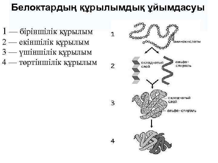 Белоктардың құрылымдық ұйымдасуы 1 — біріншілік құрылым 2 — екіншілік құрылым 3 — үшіншілік