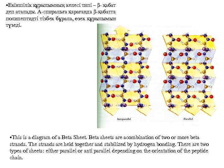  • Екіншілік құрылымның келесі типі – β- қабат деп аталады. Α-спиральға қарағанда β-қабатта