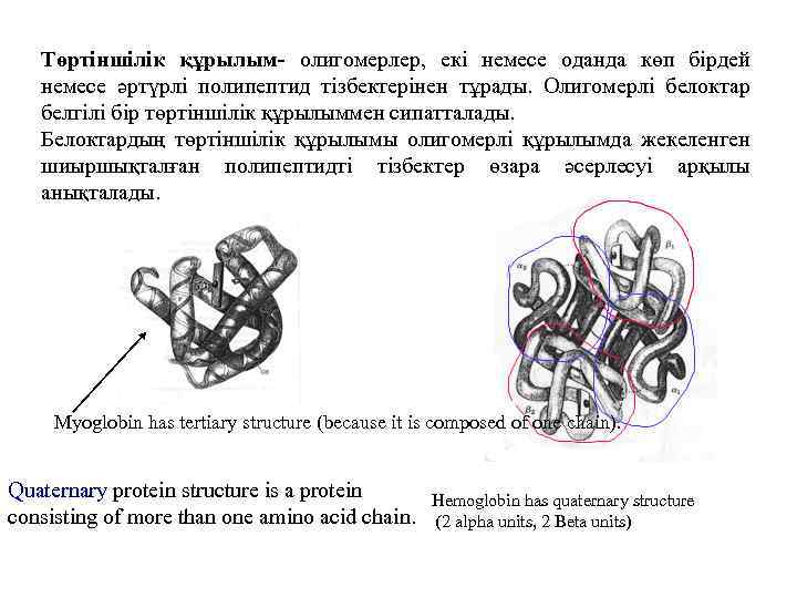 Төртіншілік құрылым- олигомерлер, екі немесе оданда көп бірдей немесе әртүрлі полипептид тізбектерінен тұрады. Олигомерлі