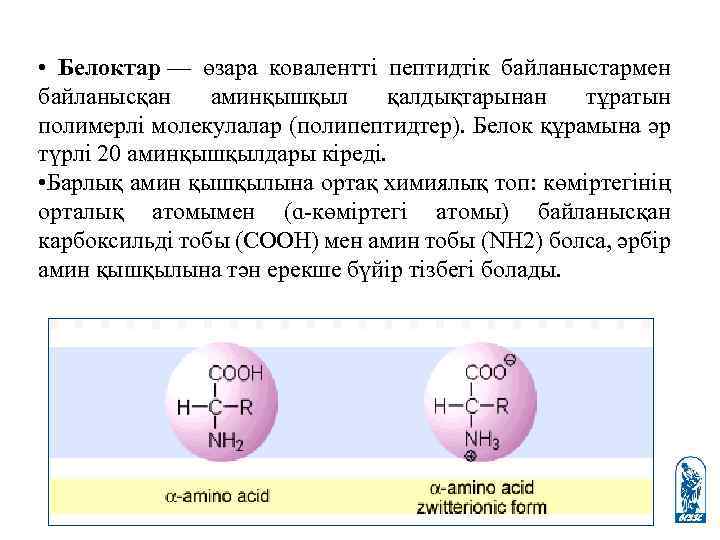  • Белоктар — өзара ковалентті пептидтік байланыстармен байланысқан аминқышқыл қалдықтарынан тұратын полимерлі молекулалар