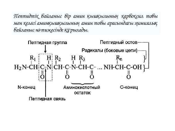 Пептидтік байланыс бір амин қышқылының карбоксил тобы мен келесі аминқышқылының амин тобы арасындағы химиялық