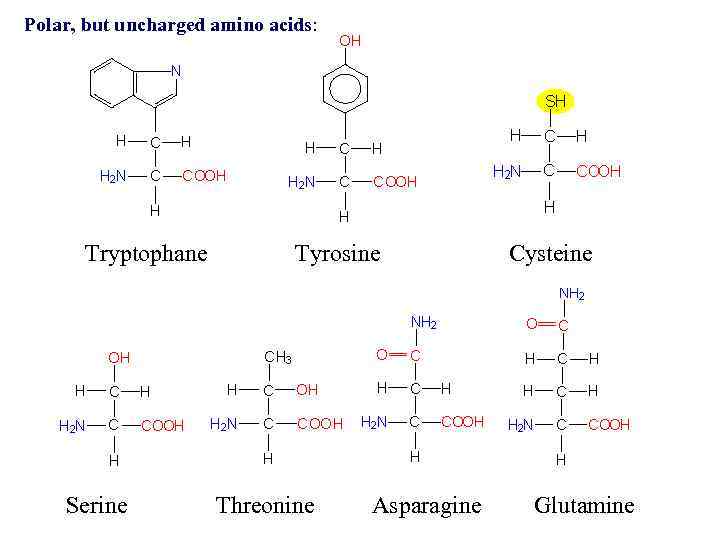 Polar, but uncharged amino acids: Tryptophane Serine Tyrosine Threonine Asparagine Cysteine Glutamine 