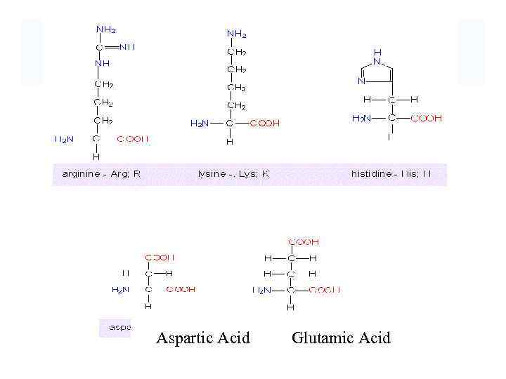 Aspartic Acid Glutamic Acid 