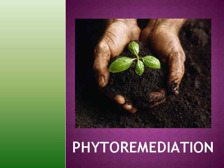 PHYTOREMEDIATION 