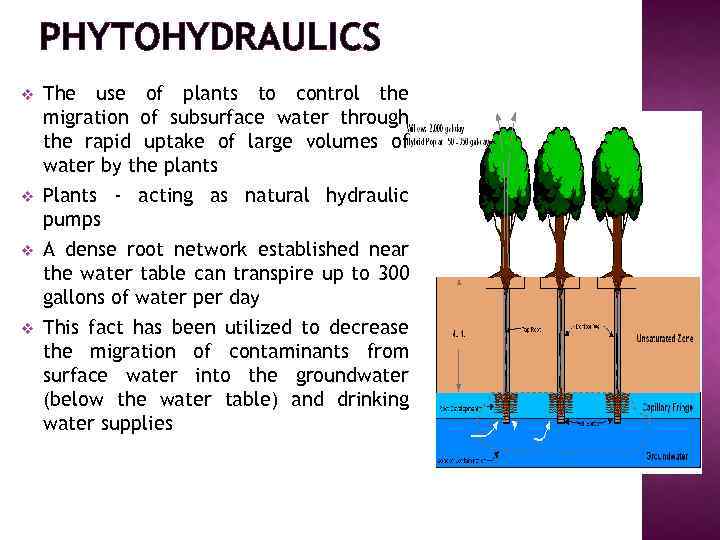 PHYTOHYDRAULICS v v The use of plants to control the migration of subsurface water