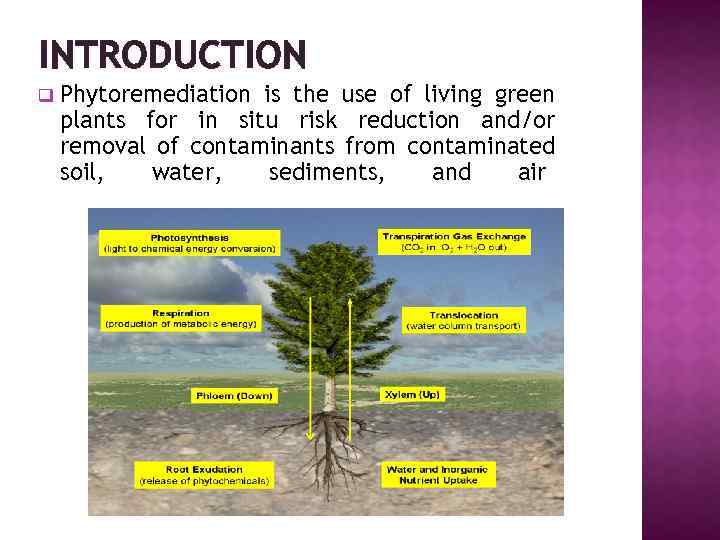 INTRODUCTION q Phytoremediation is the use of living green plants for in situ risk