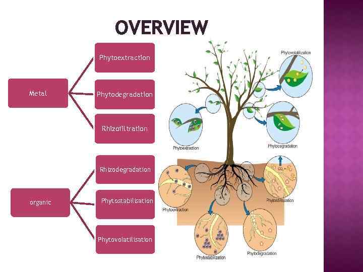 OVERVIEW Phytoextraction Metal Phytodegradation Rhizofiltration Rhizodegradation organic Phytostabilisation Phytovolatilisation 