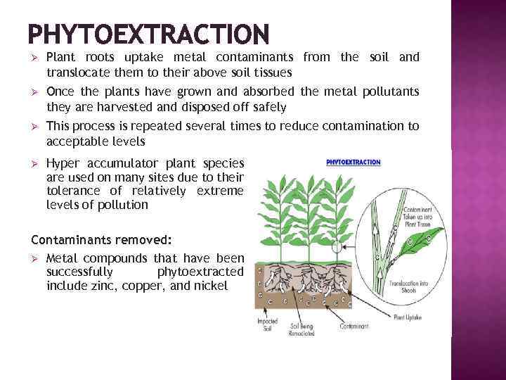 PHYTOEXTRACTION Ø Plant roots uptake metal contaminants from the soil and translocate them to