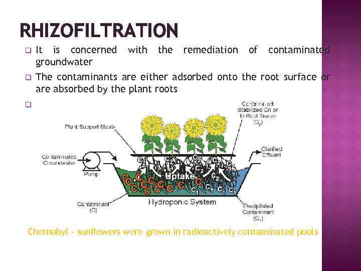 RHIZOFILTRATION q It is concerned groundwater q The contaminants are either adsorbed onto the