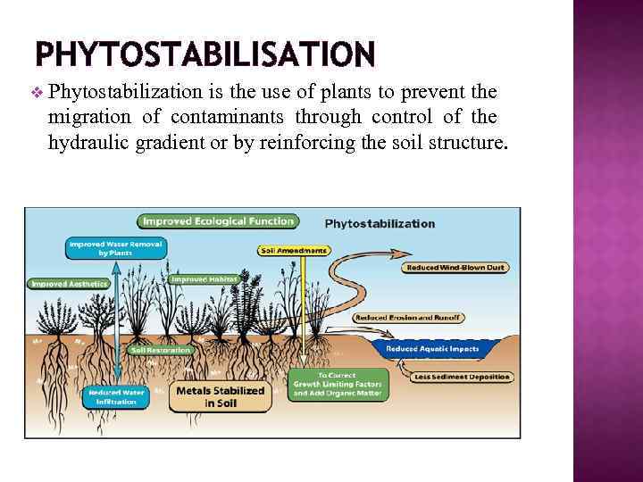 PHYTOSTABILISATION v Phytostabilization is the use of plants to prevent the migration of contaminants