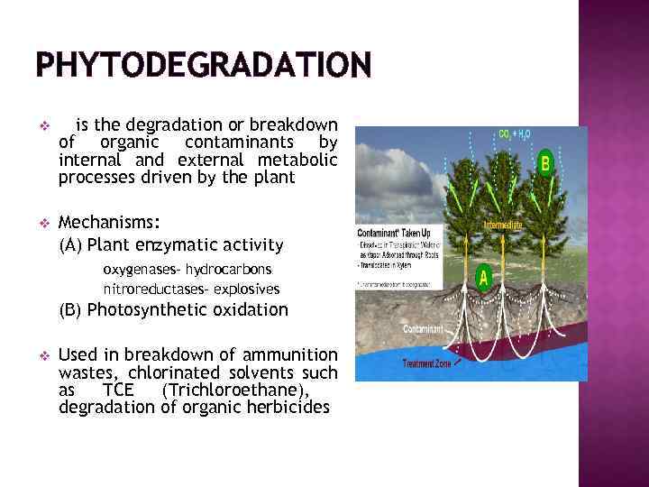 PHYTODEGRADATION v It is the degradation or breakdown of organic contaminants by internal and