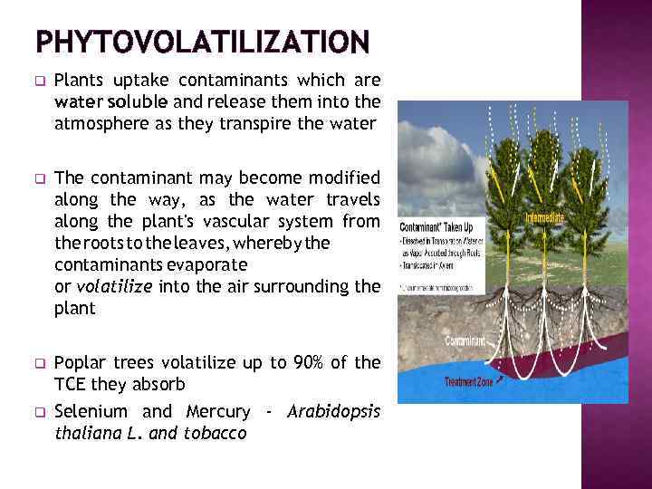 PHYTOVOLATILIZATION q Plants uptake contaminants which are water soluble and release them into the