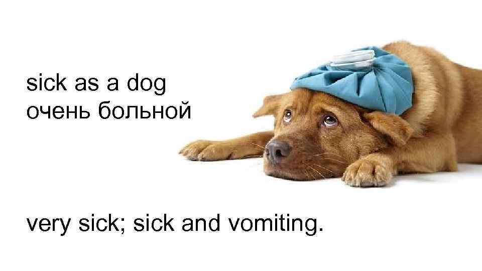 sick as a dog очень больной very sick; sick and vomiting. 