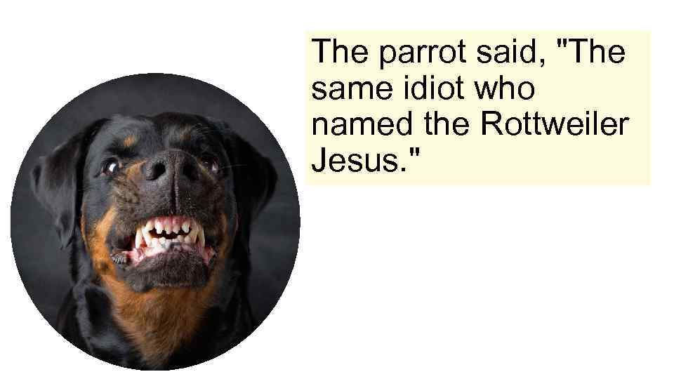 The parrot said, "The same idiot who named the Rottweiler Jesus. " 