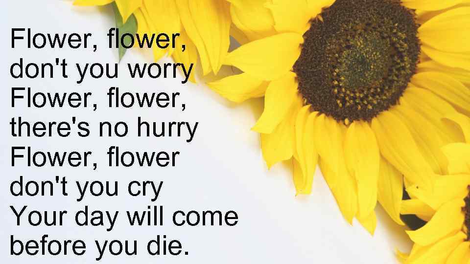 Flower, flower, don't you worry Flower, flower, there's no hurry Flower, flower don't you