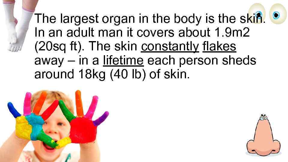 The largest organ in the body is the skin. In an adult man it