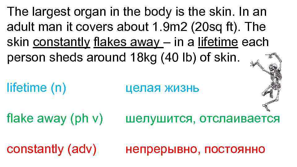 The largest organ in the body is the skin. In an adult man it