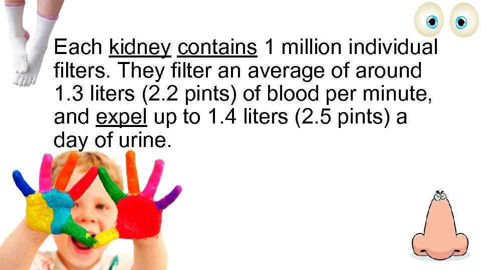 Each kidney contains 1 million individual filters. They filter an average of around 1.