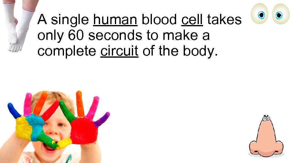 A single human blood cell takes only 60 seconds to make a complete circuit