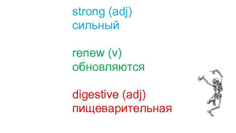 strong (adj) сильный renew (v) обновляются digestive (adj) пищеварительная 