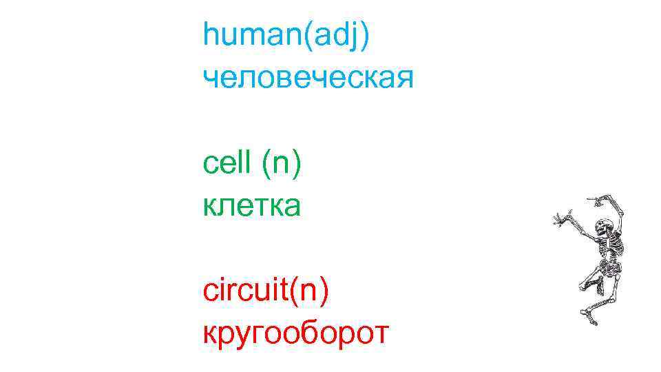 human(adj) человеческая cell (n) клетка circuit(n) кругооборот 