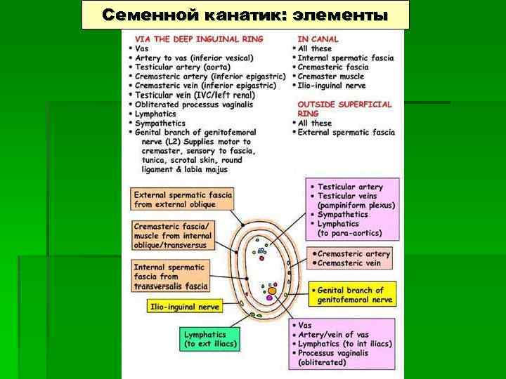 Семенной канатик: элементы 