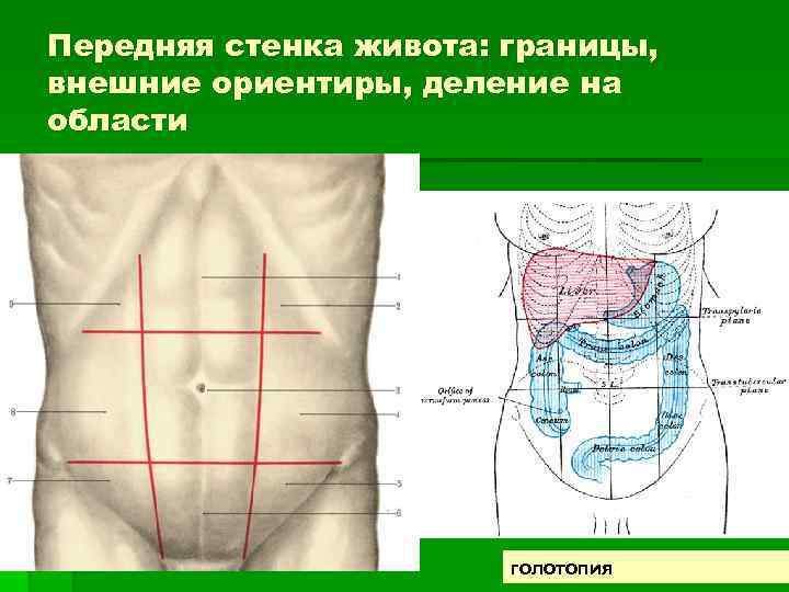 Передняя стенка живота: границы, внешние ориентиры, деление на области голотопия 