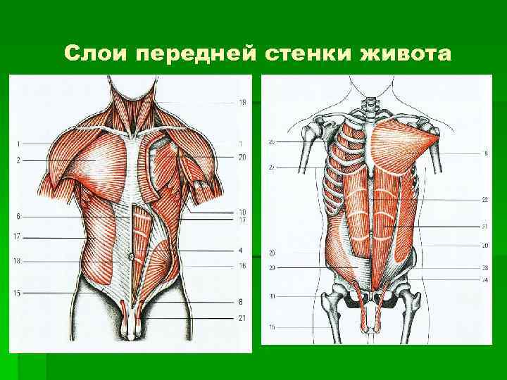 Слои передней стенки живота 