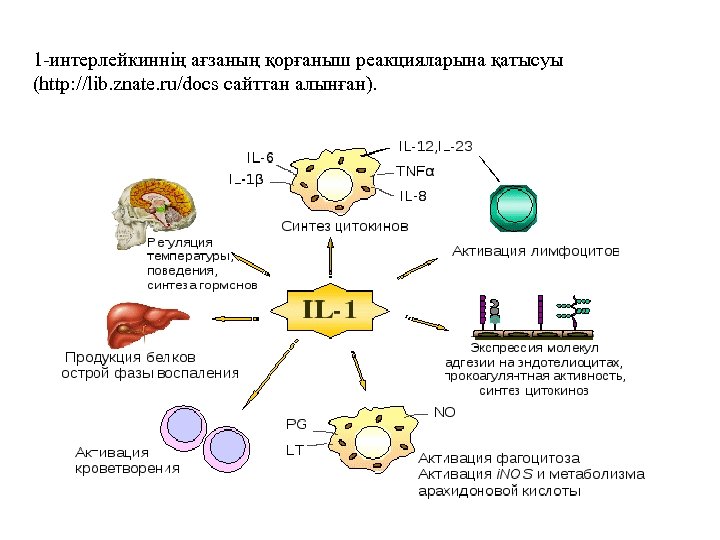 1 -интерлейкиннің ағзаның қорғаныш реакцияларына қатысуы (http: //lib. znate. ru/docs сайттан алынған). 