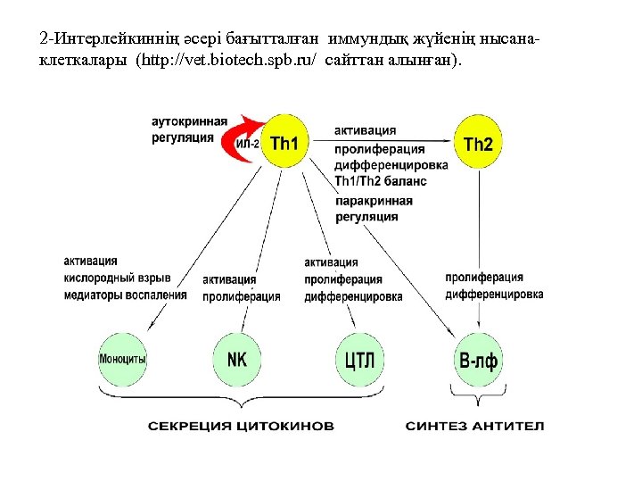 2 -Интерлейкиннің әсері бағытталған иммундық жүйенің нысанаклеткалары (http: //vet. biotech. spb. ru/ сайттан алынған).
