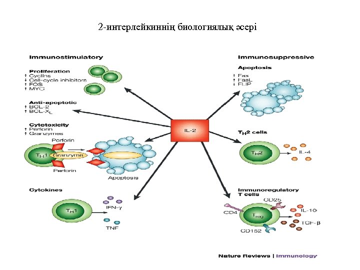 2 -интерлейкиннің биологиялық әсері 